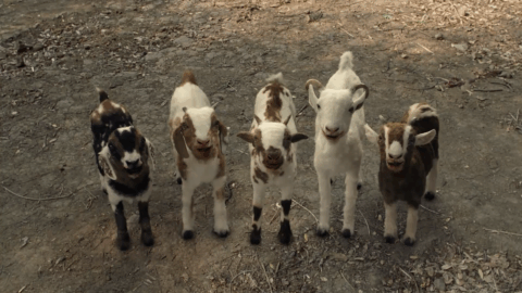 "Sister Midnight" directed by Honor Price