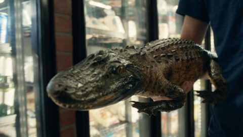 "Save Florida Man - Polar Bear" directed by Jason Jeffrey