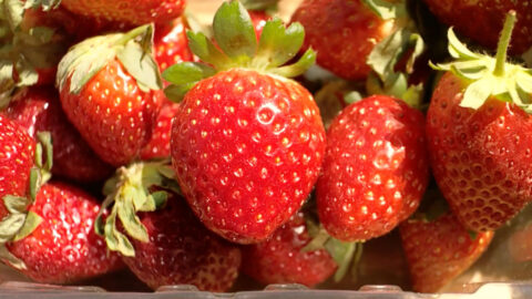 "Ad Council - The extraordinary life and times of a strawberry" directed by Martin Stirling